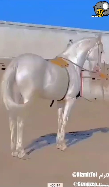 اسب زیبا نژاد ترکمن - فیلو