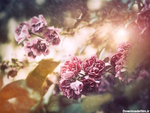 دانلود عکس با کیفیت  نمای روشن و درخشان گل ها
