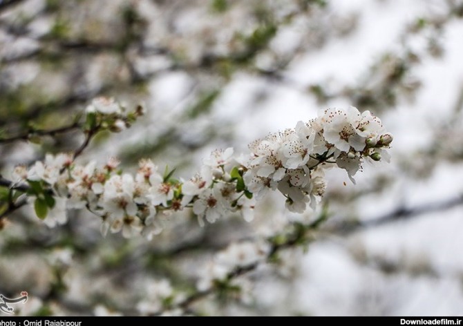 شکوفه های بهاری در روستاهای کلاچای - گیلان- عکس استانها تسنیم | Tasnim