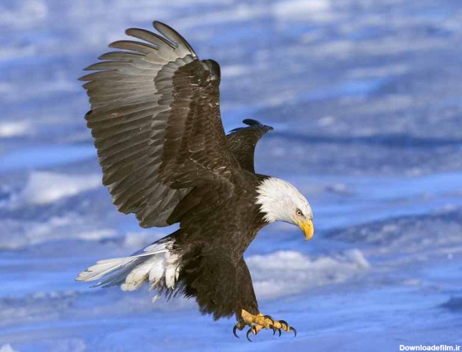 دانلود تصویر عقاب سر سفید در حال شکار | تیک طرح مرجع گرافیک ایران