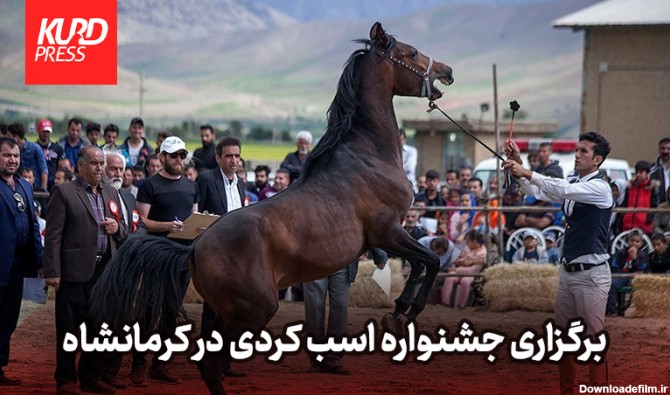 اسب کُرد در مسیر ثبت جهانی - kurdpress