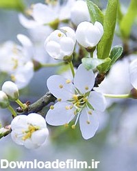 دانلود عکس با کیفیت شکوفه بهاری سفیدرنگ از نمای نزدیک