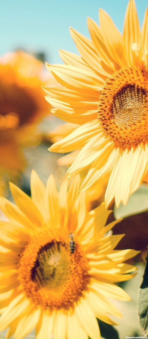 عکس خوشگل گل های آفتاب گردان زرد رنگ با کیفیت بالا