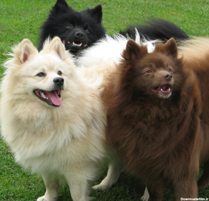 شناختنامه سگ اشپیتز ؛ انواع، خصوصیات، نگهداری و تربیت - پت پرس