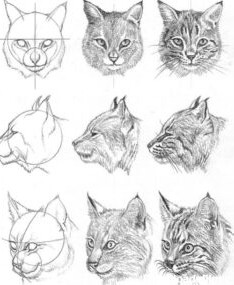 آموزش نقاشی گربه - نقاشیار