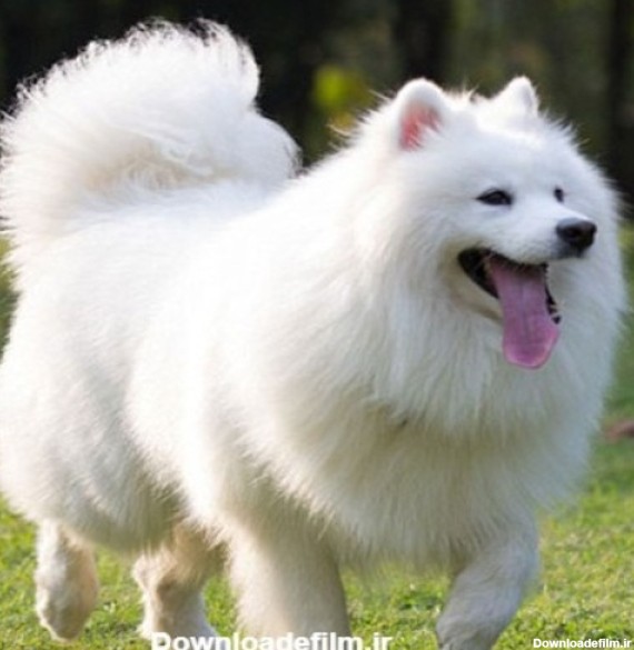 قیمت سگ پاکوتاه پشمالو سفید ارزان سایت تبلیغات رایگان آنی گاه
