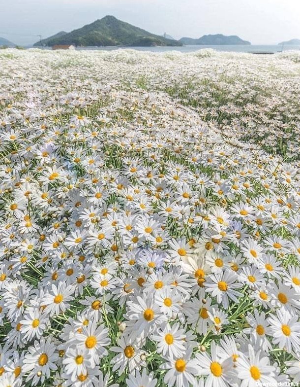 بالاترین: تصویری از مزرعه زیبای گل های بابونه