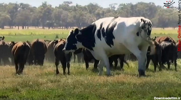 بزرگترین گاو دنیا در استرالیا!؟ + فیلم