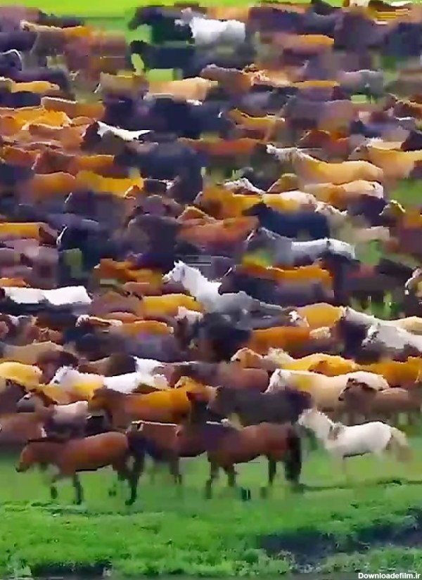 ویدیوی بسیار زیبا از گله اسبهای وحشی