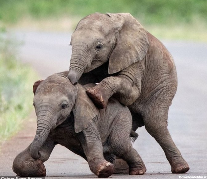 اقدام باورنکردنی دو بچه فیل+تصاویر