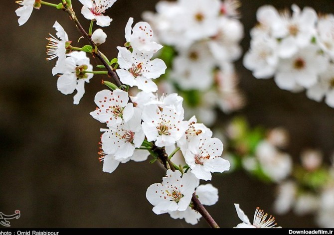 شکوفه های بهاری در روستاهای کلاچای - گیلان- عکس استانها تسنیم | Tasnim