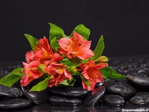 دانلود عکس با کیفیت  گل زیبای صورتی و سنگ های سیاه