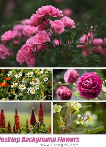 دانلود مجموعه والپیپر با کیفیت از گل ها برای دسکتاپ Desktop Background Flowers Collection