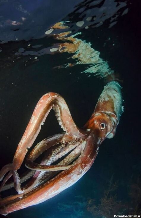 فرارو | مواجهه ترسناک با یکی از عجیب‌ترین موجودات دریا