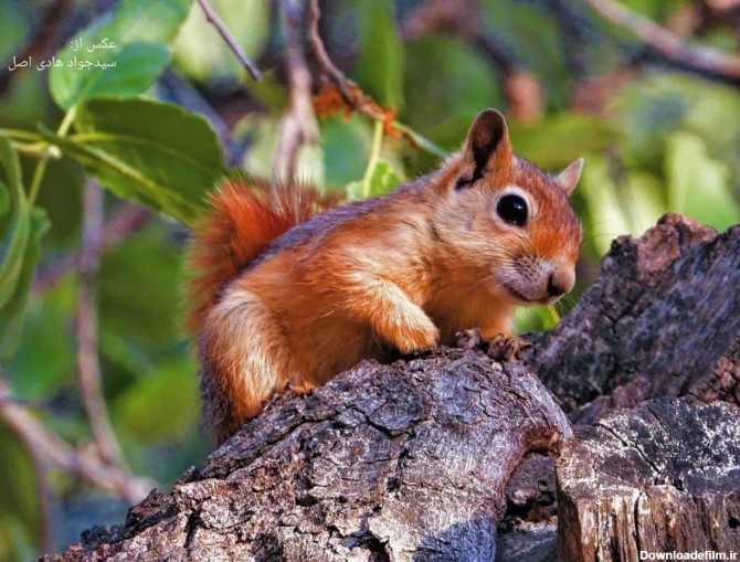 سنجاب؛ کشاورز طبیعت و دوست محیط زیست - فروشگاه سلامت محور نحلانه