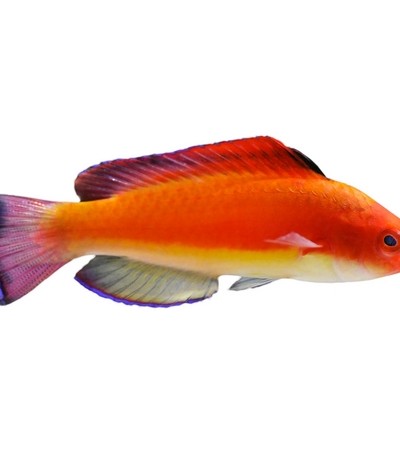 بزرگ ترین نژاد مار ماهی کدام است؟