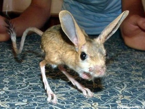 موش دوپا - ویکی‌پدیا، دانشنامهٔ آزاد