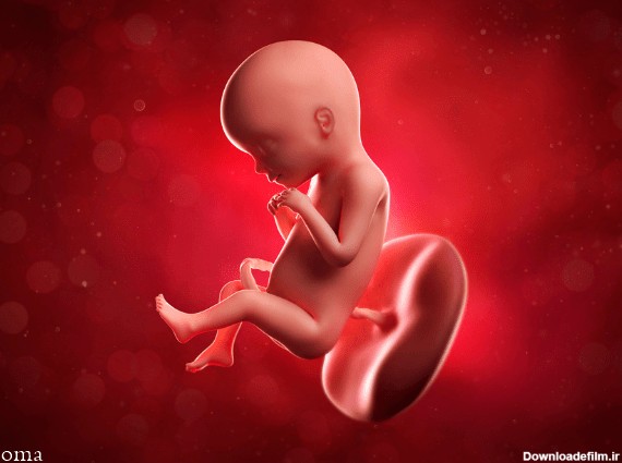 عکس جنین در ماه پنجم بارداری - سلامت بانوان اوما