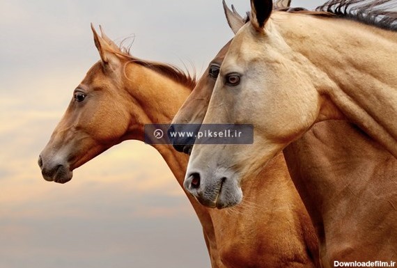 تصویر با کیفیت از اسب های قهوه ای وحشی با فرمت jpg