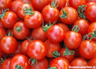 انبوهی از گوجه فرنگی