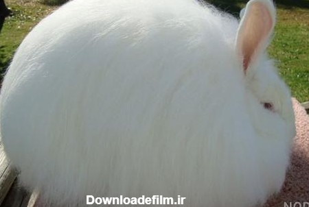 عکس خرگوش شاخدار - عکس نودی
