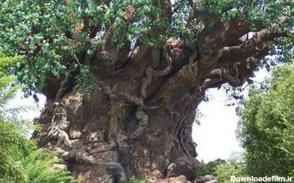 عجیب ترین درختان جهان