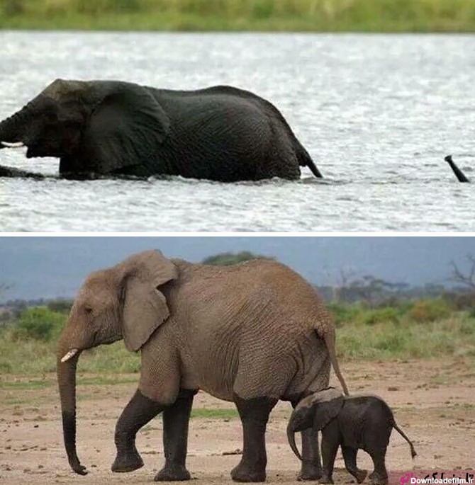 عکس/ این بچه فیل ها شما را به خنده می اندازند