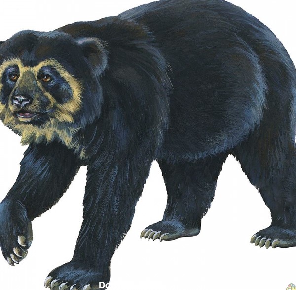 عکس نقاشی شده خرس عینکی سیاه یا خرس آندی