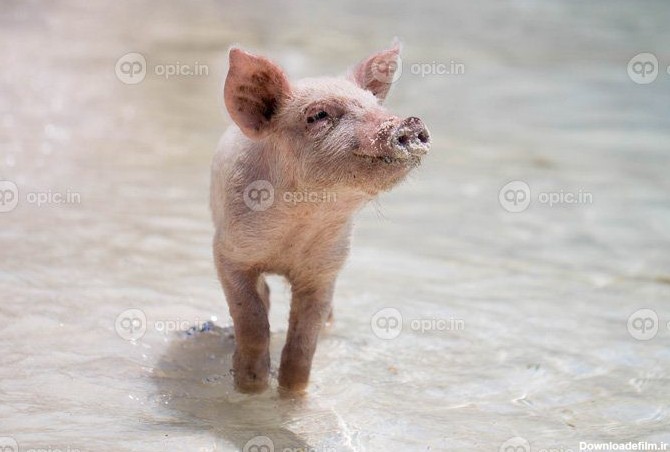 دانلود عکس بازی بچه خوک در آب | اوپیک