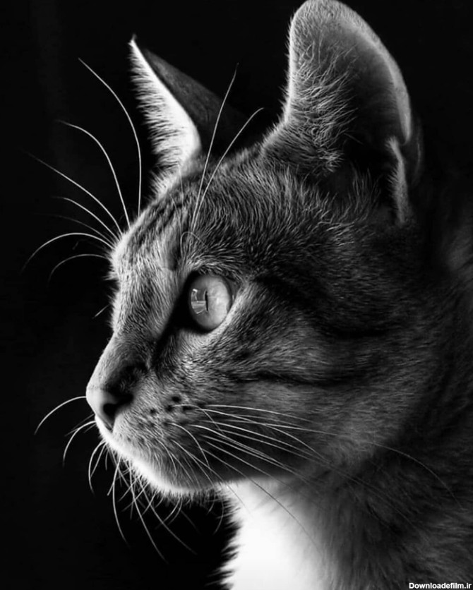 ترم 11 ، تابلو حیوان ( گربه ) – هایپررئال – مجموعه هنری سمیعی پور