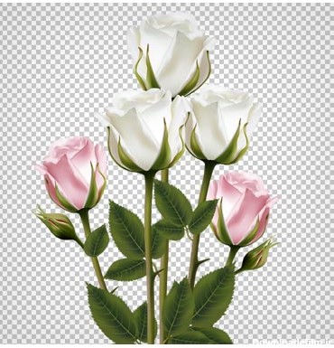 مجموعه گل های زیبای رز صورتی و سفید با فرمت png
