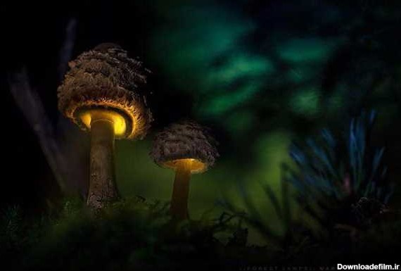 قارچ‌های شب تاب | تیشینه همسفر باهوش شما