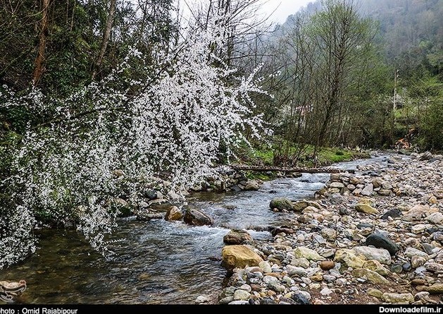 شکوفه‌های زیبای بهاری در گیلان - اسلايد تصاوير - عکس شماره 1 ...