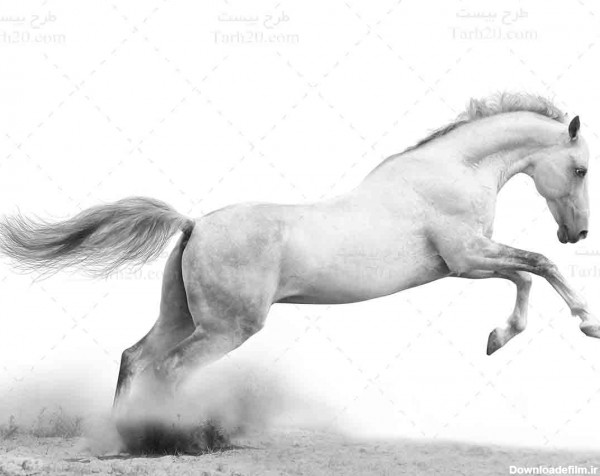 تصویر با کیفیت و استوک اسب سفید - طرح 20