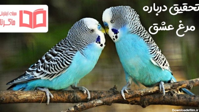 تحقیق علوم در مورد مرغ عشق با رفتار شناسی و نحوه تکثیر - ماگرتا