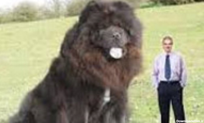 بزرگ‌ترین سگ در دنیا