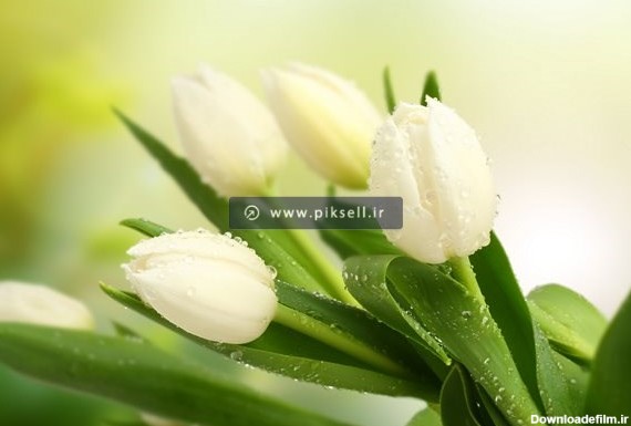 عکس با کیفیت از دسته گل لاله سفید