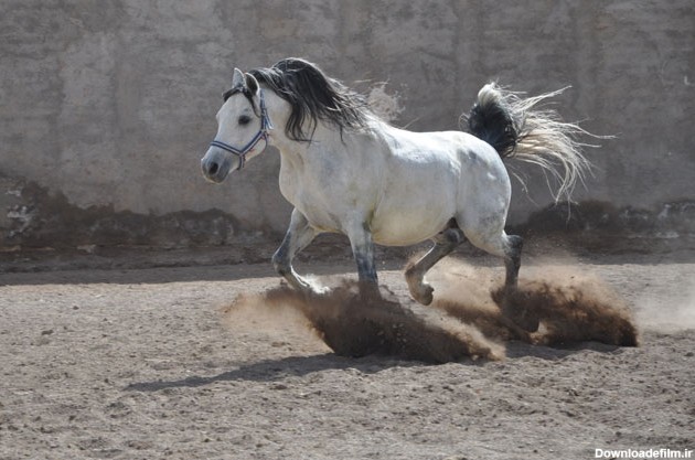 اسب کردی - عکس ویسگون