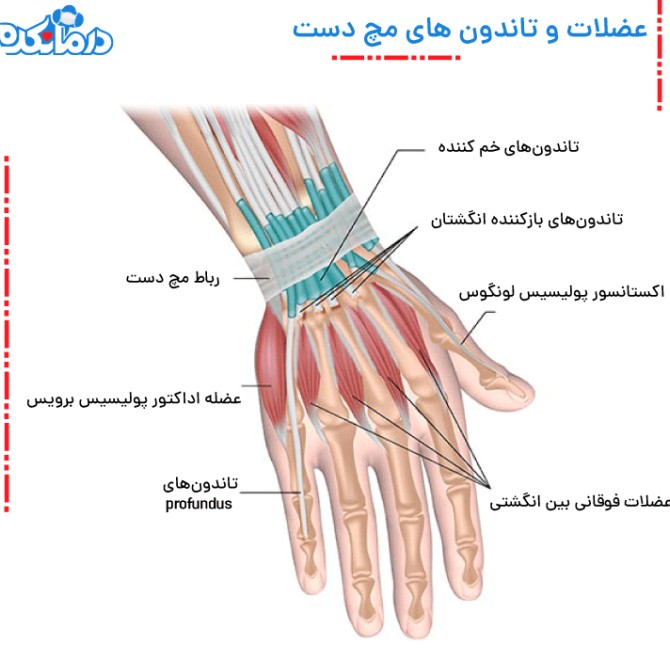 تصویری از تاندون آناتومی مچ دست
