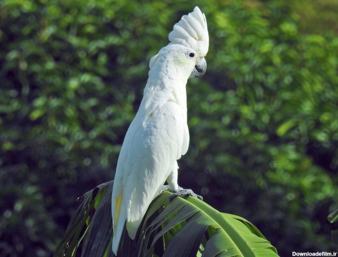 طوطی کاکادو؛ پرنده خوشگل و تاج ‌دار و جیغ جیغو!