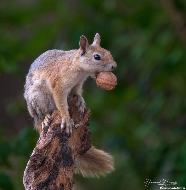 سنجاب جنگل‌های زاگرس در حال گردو خوردن+عکس