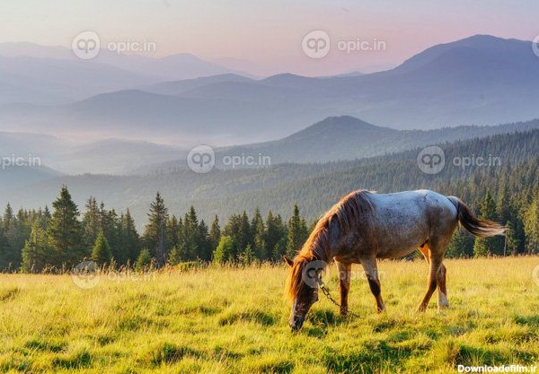 دانلود عکس اسب روی چمنزار در کوهستان | اوپیک