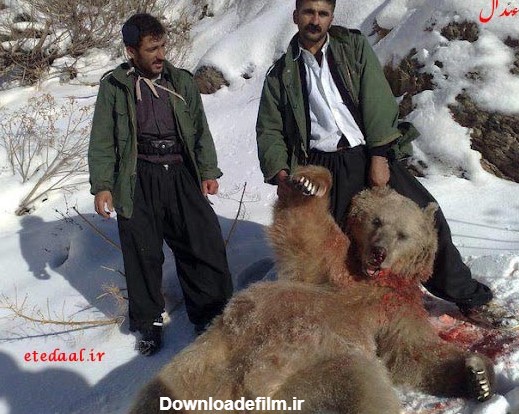 عکسی دلخراش از شکار خرس در کردستان - تابناک | TABNAK