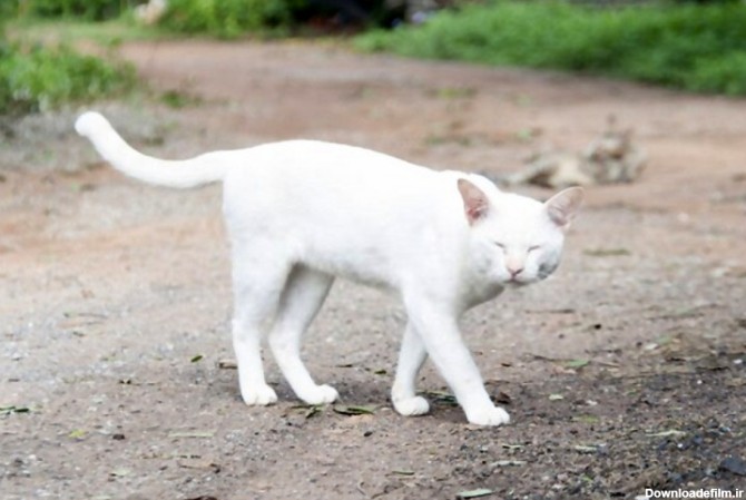 دلایل کورشدن گربه و نحوه نگهداری از گربه نابینا