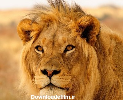 تحقیق در مورد شیر سلطان جنگل + ویژگی های ظاهری و شخصیتی - Happypet