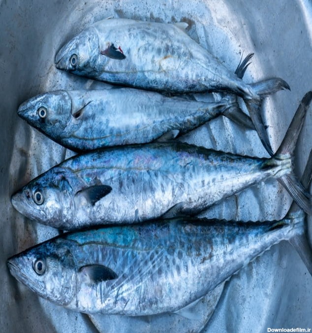 معرفی انواع ماهی های جنوب به همراه ویژگی ظاهری | بریس فیش