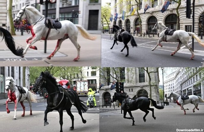 ببینید | ترس مردم لندن از جولان اسب‌های زخمی در خیابان‌های کاخ باکینهام