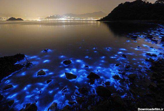 تصویر بالا مربوط به هزاران عروس دریایی در ساحل چین می باشد که باعث خلق صحنه حیرت انگیز و جالبی شده