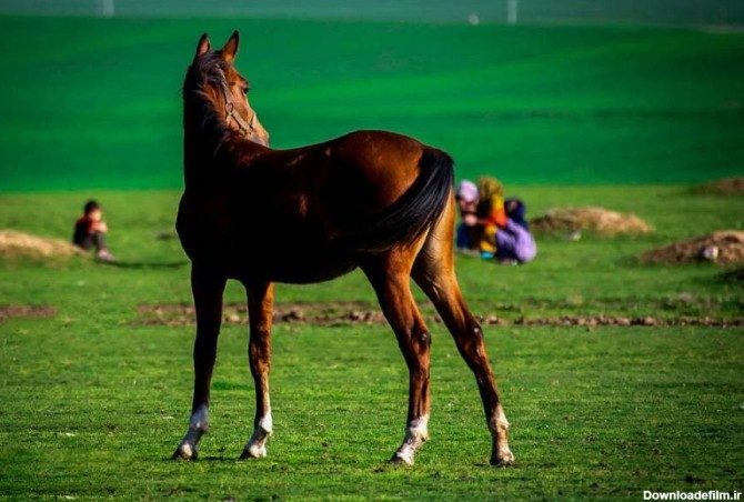 اسب ترکمن یموت