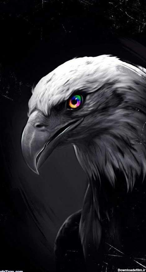 والپیپر عکس عقاب برای بک گراند و پس زمینه با کیفیت HD